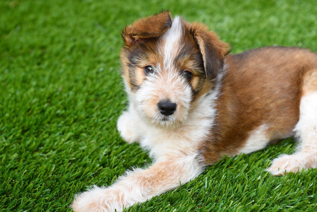 Artificial turf for pets