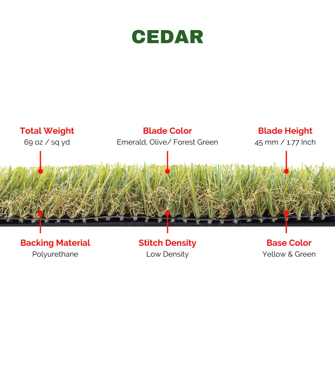 CEDAR LT - Image 5
