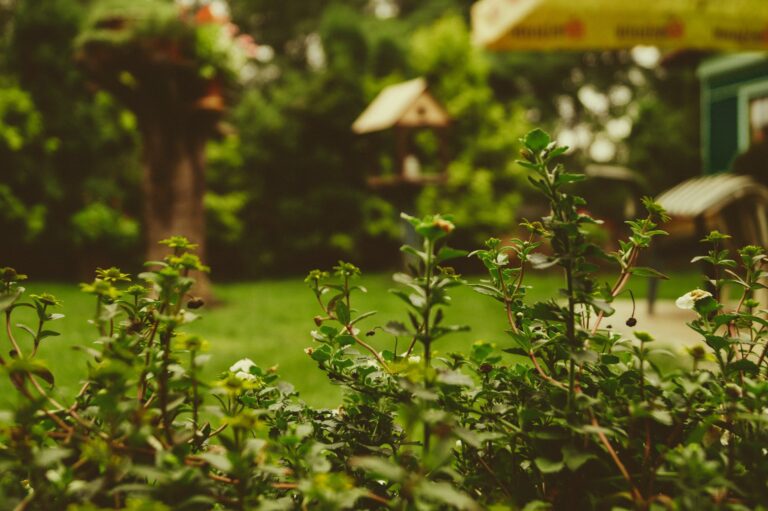 pretty backyard