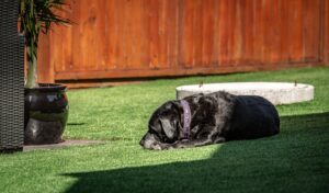 synthetic grass for dogs Premium Grass Blades Synthetic Artificial Turf: Dog sleeping on New Dog Friendly Jade line of Turf