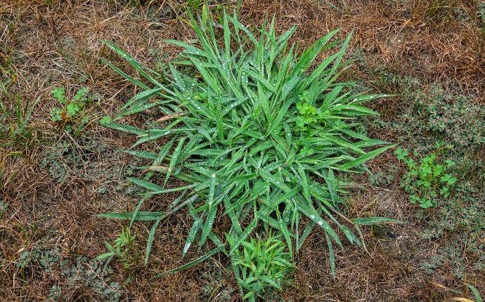Clump of dewy green grassy weed growing in patchy, dry brown soil and dead grass.